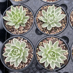 Echeveria‘agavoides gold wax’variegated 65mm single