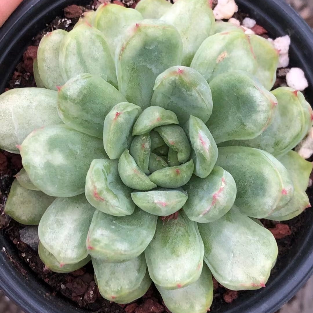 Echeveria ‘Ice Angel'variegated 90mm single