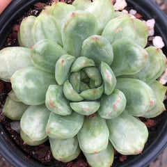 Echeveria ‘Ice Angel'variegated 90mm single