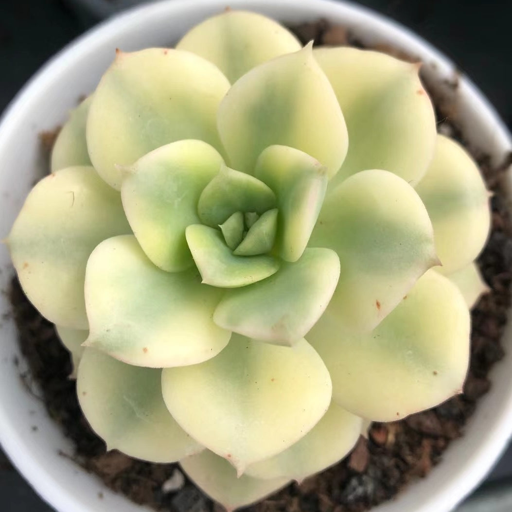 Echeveria nicksana variegated 65mm single