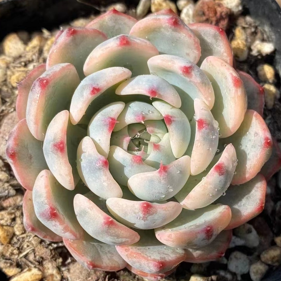 Echeveria minima variegated 65mm single