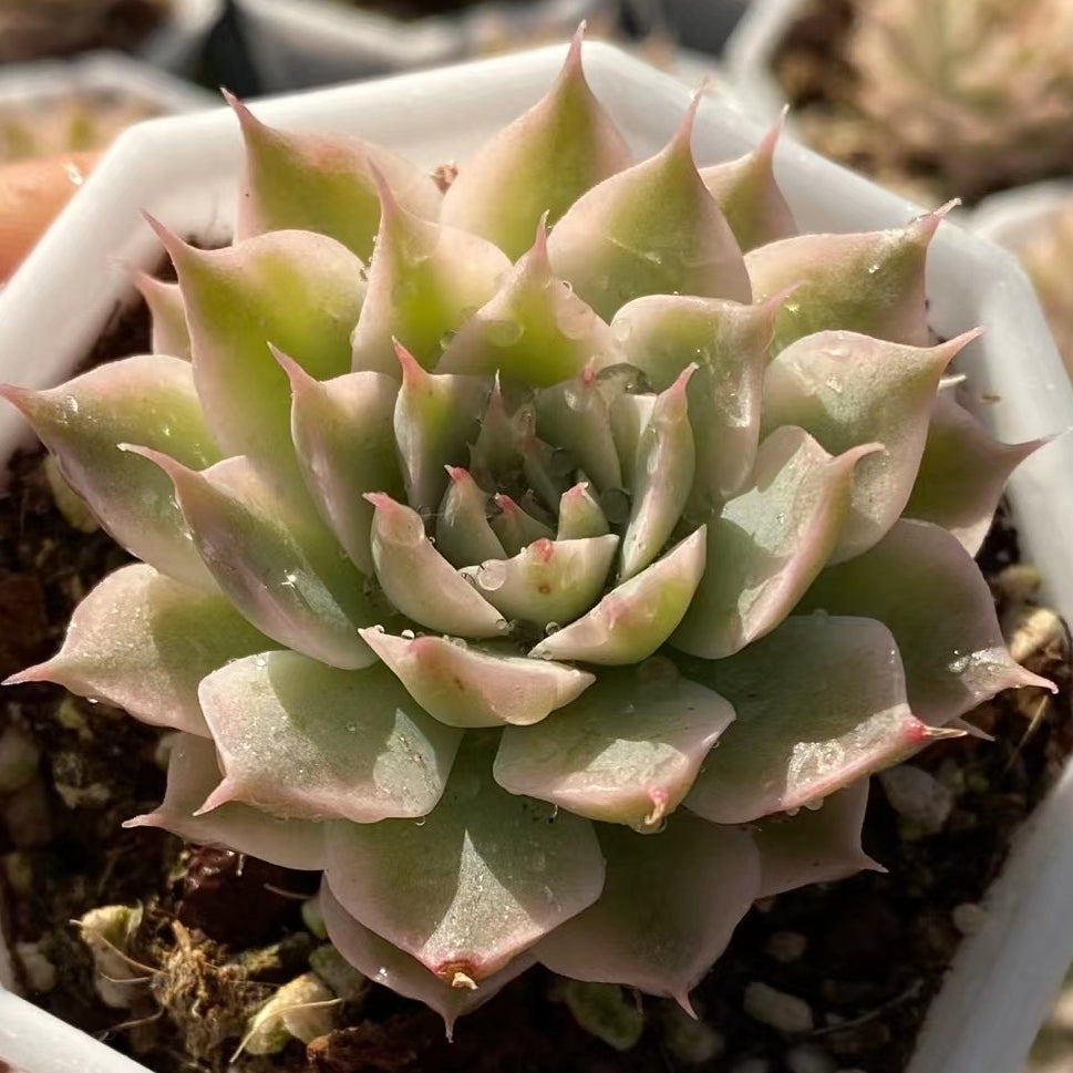 x Graptoveria ‘Margarete Reppin'variegated 65mm single