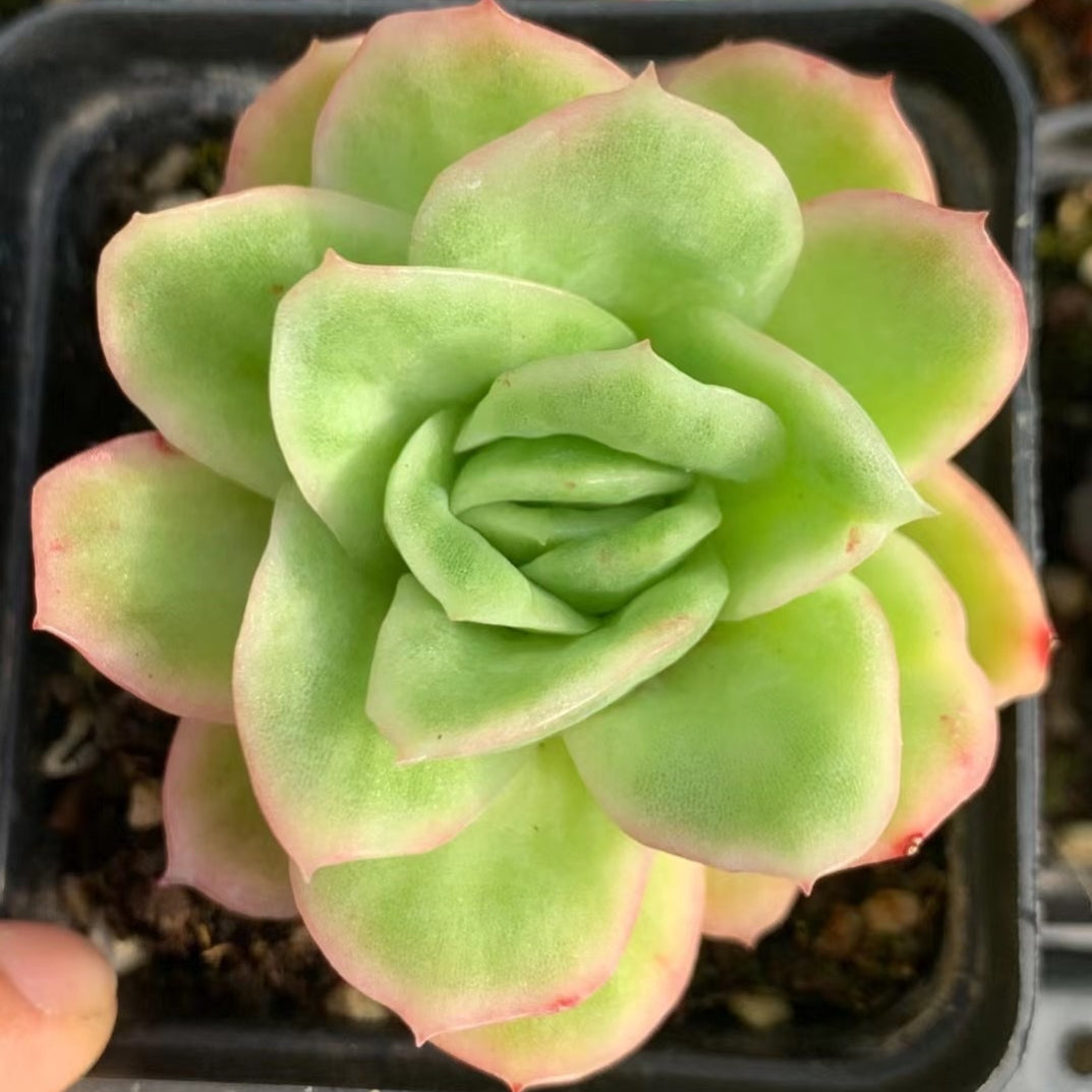 Echeveria ‘Gilva'variegated 65mm single