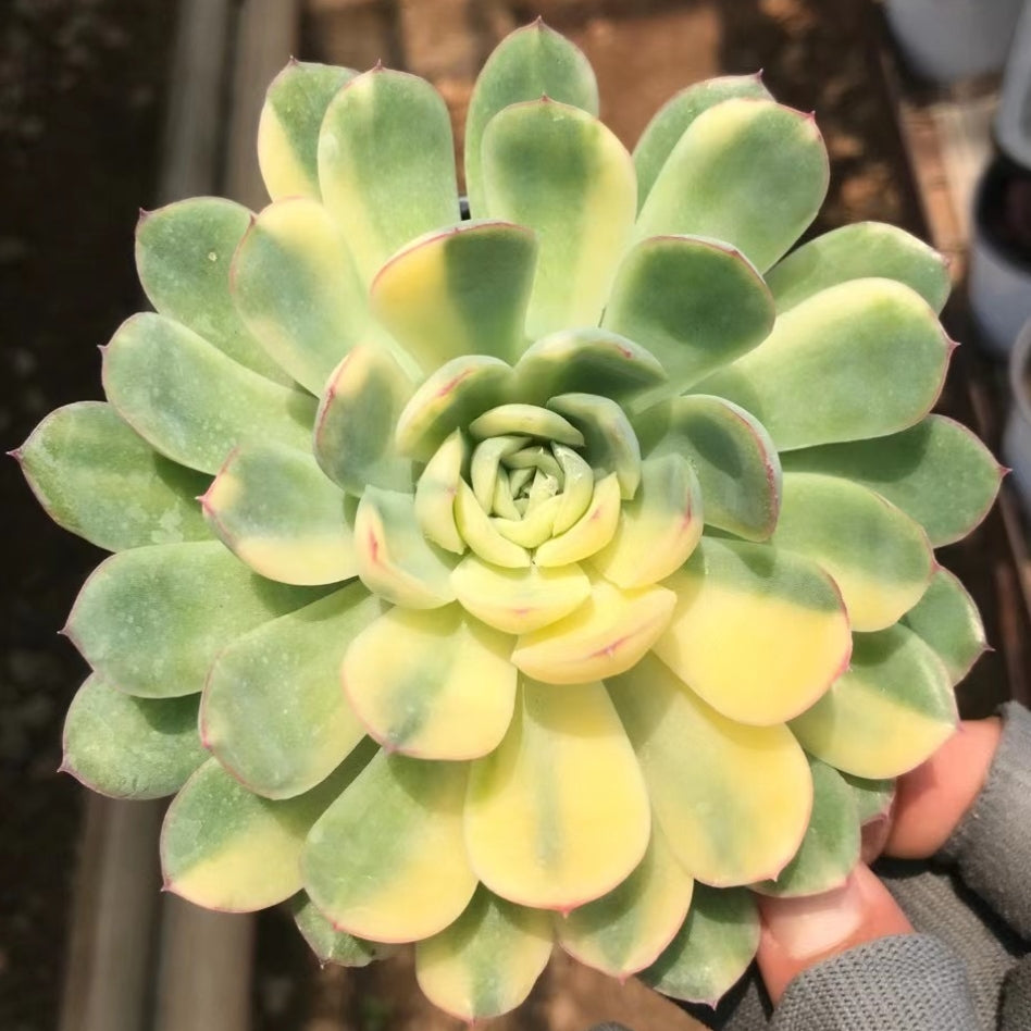 Echeveria 'Strawberry ice'variegated 90mm cluster