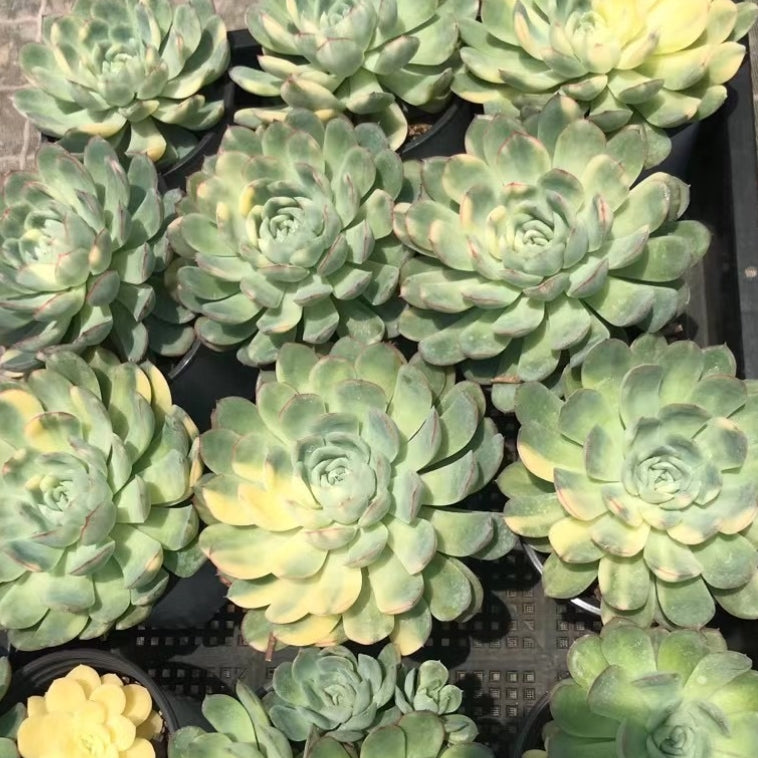 Echeveria 'Strawberry ice'variegated 90mm cluster