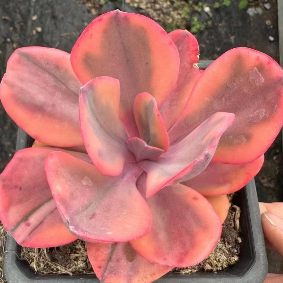 Echeveria‘Angel Wing’variegated 90mm cluster