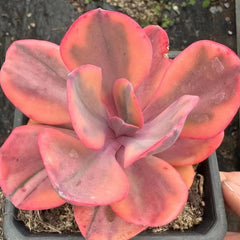 Echeveria‘Angel Wing’variegated 90mm cluster