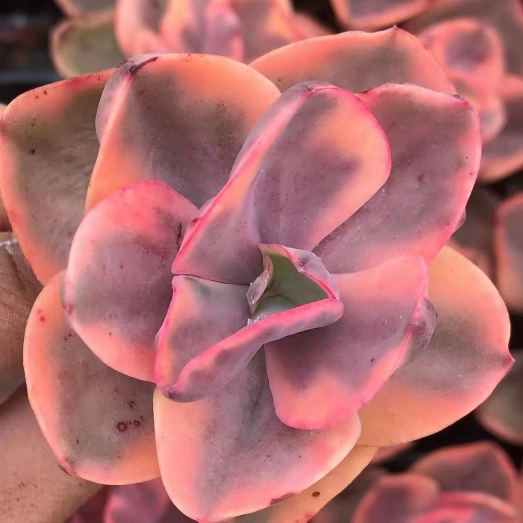 Echeveria 'Golden State'variegated 65mm single