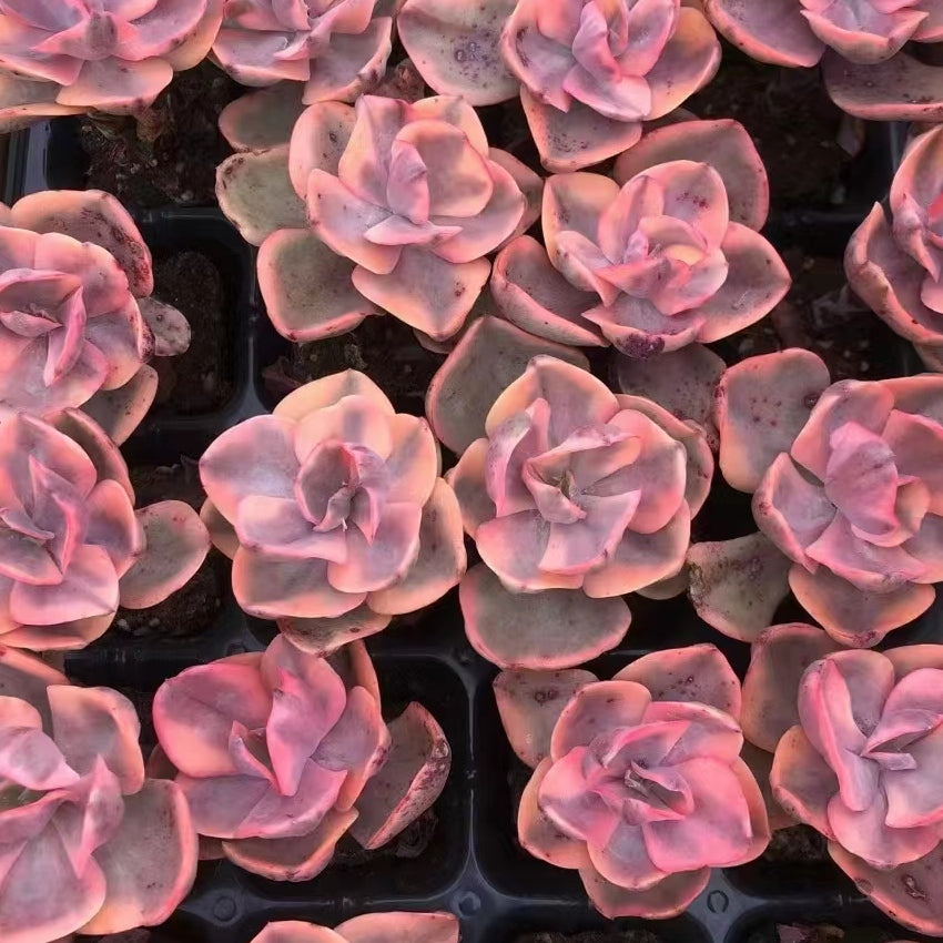 Echeveria 'Golden State'variegated 65mm single