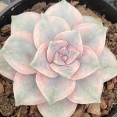 Graptopetalum ‘Purple Delight' variegated 90mm single