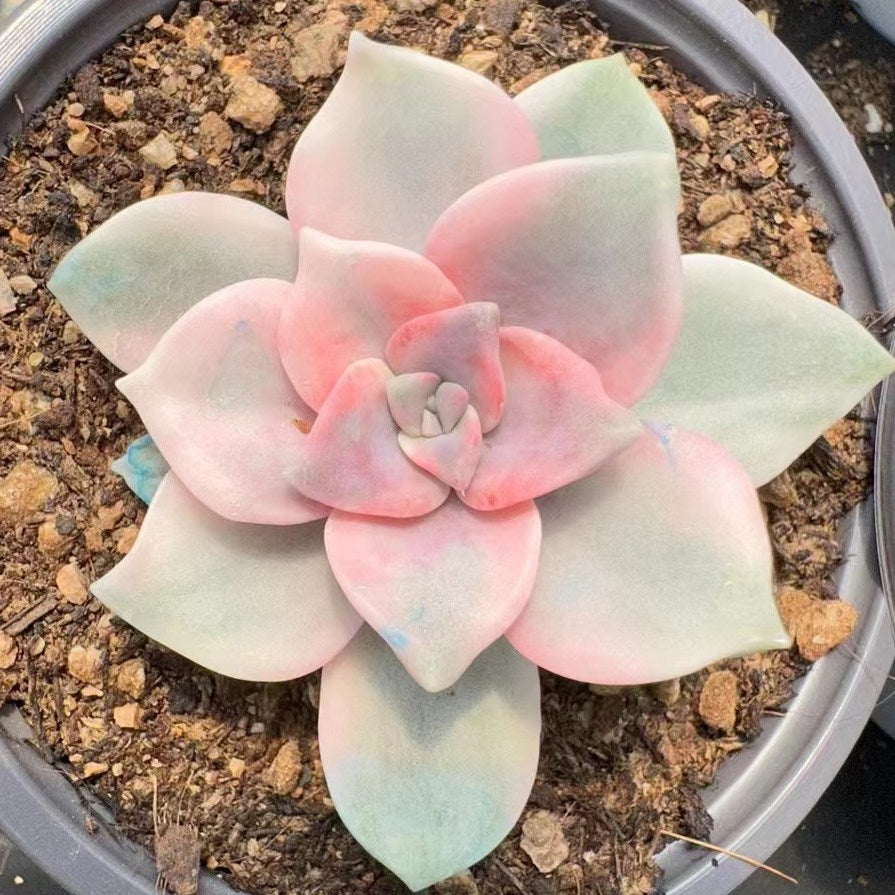 Graptopetalum ‘Purple Delight' variegated 90mm single