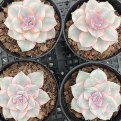 Graptopetalum ‘Purple Delight' variegated 90mm single