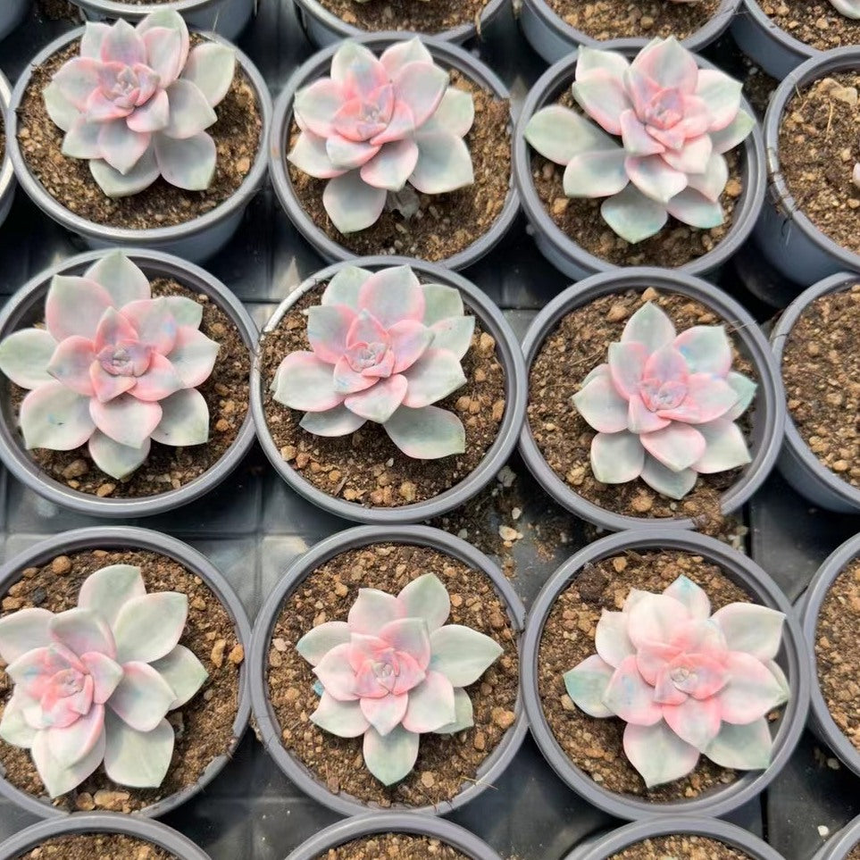 Graptopetalum ‘Purple Delight' variegated 90mm single