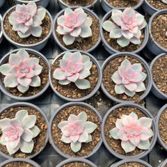 Graptopetalum ‘Purple Delight' variegated 90mm single