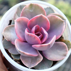 Echeveria Rainbow variegated  90mm single