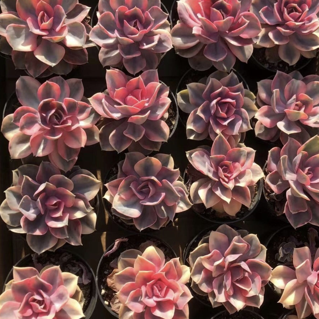 Echeveria Rainbow variegated  90mm single