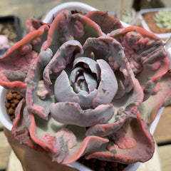 Echeveria‘Beyonce Rainbow’90mm single