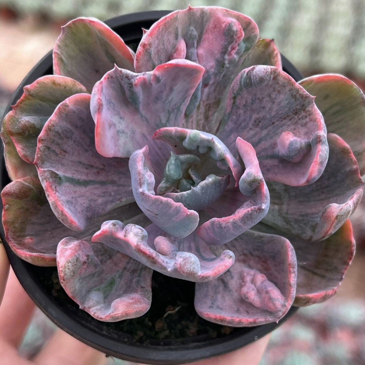 Echeveria‘Beyonce Rainbow’90mm single