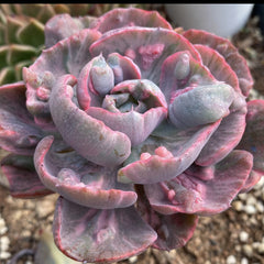 Echeveria‘Beyonce Rainbow’90mm single