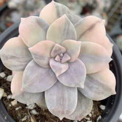 Graptopetalum superbum variegated 90mm single