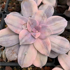 Graptopetalum superbum variegated 90mm single