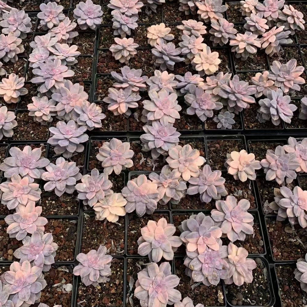 Graptopetalum superbum variegated 90mm single