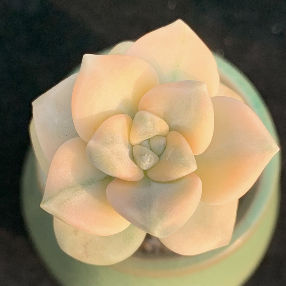 Pachyphytum 'Apricot Beauty'variegated 60mm single