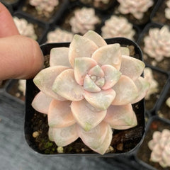 Pachyphytum 'Apricot Beauty'variegated 60mm single