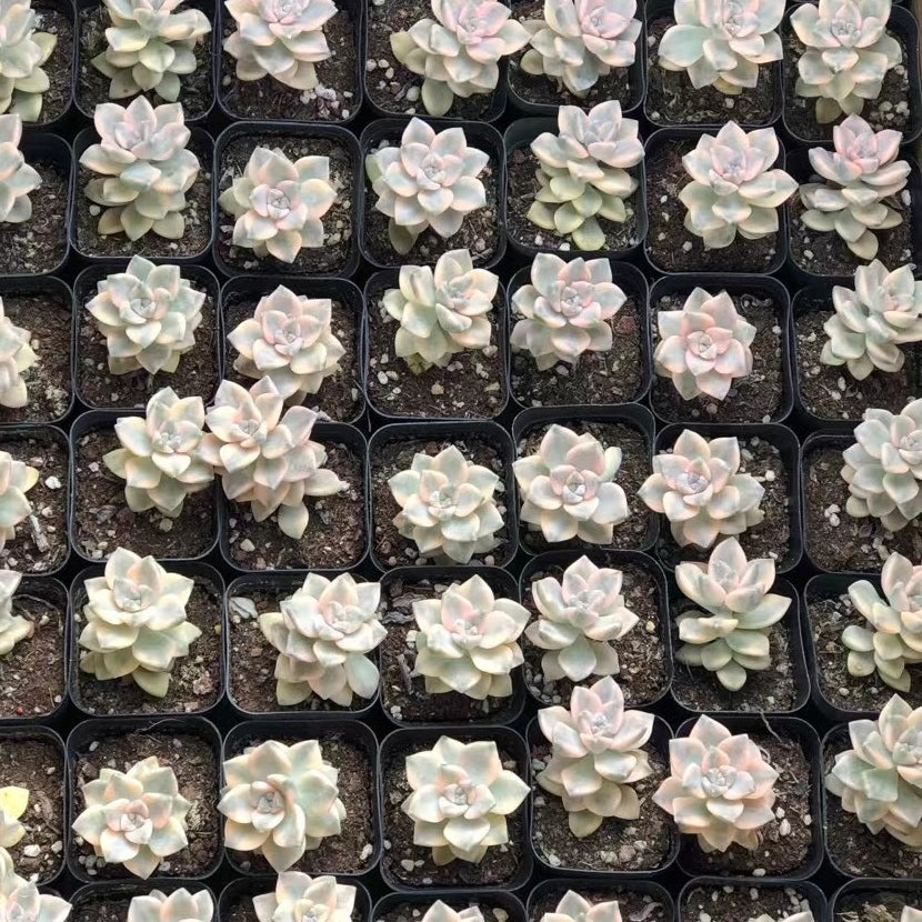 Pachyphytum 'Apricot Beauty'variegated 60mm single