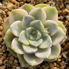 Echeveria‘Pretty in Pink’variegated 65mm single