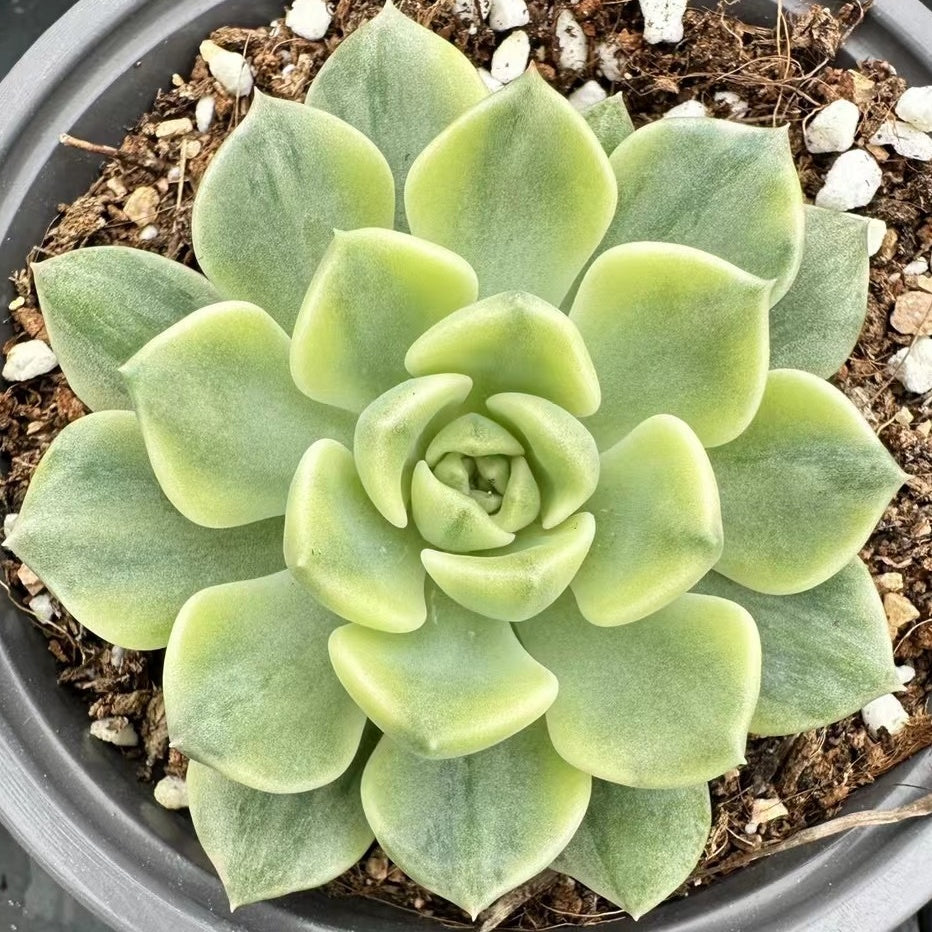 Echeveria‘Pretty in Pink’variegated 65mm single