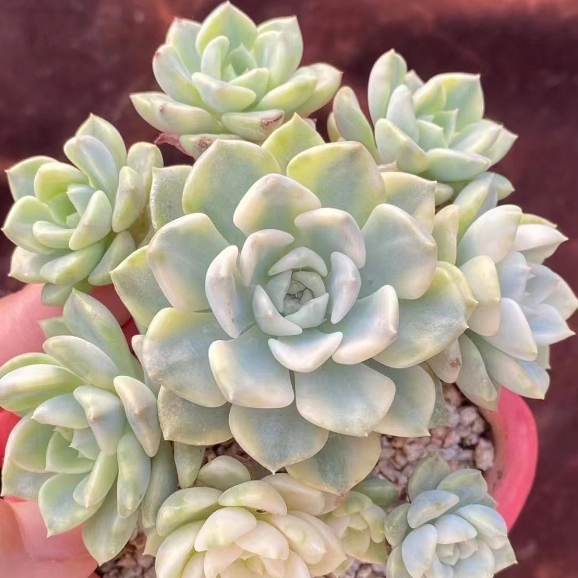 Echeveria‘Pretty in Pink’variegated 90mm cluster