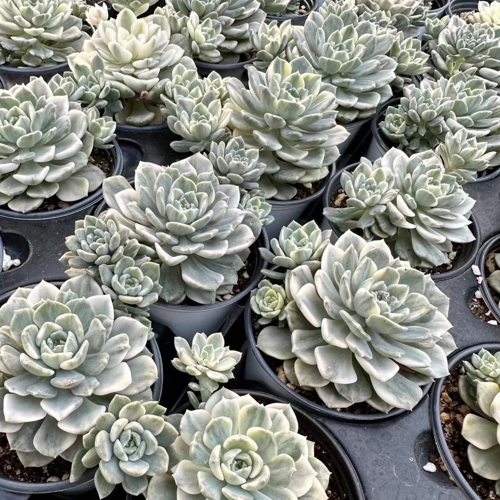 Echeveria‘Pretty in Pink’variegated 90mm cluster