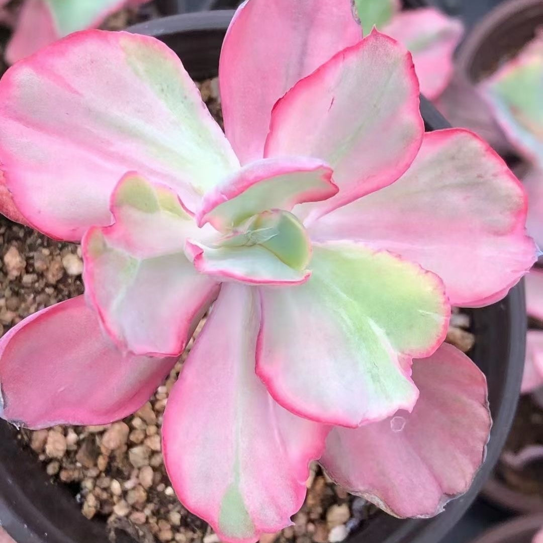 Echeveria‘flying cloud’variegated 90mm single