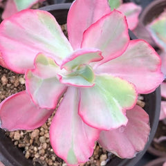 Echeveria‘flying cloud’variegated 90mm single