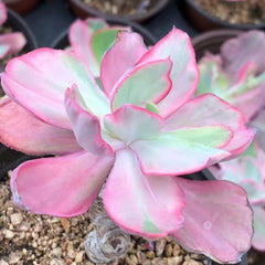 Echeveria‘flying cloud’variegated 90mm single