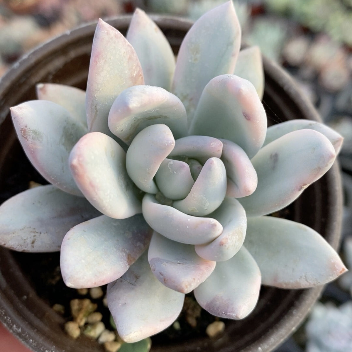 xPachyveria 'Powder Puff'variegated 90mm single