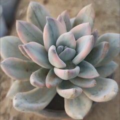 xPachyveria 'Powder Puff'variegated 90mm single