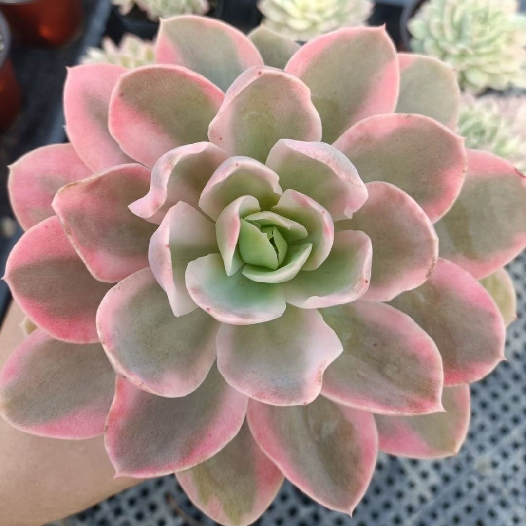 Echeveria‘pink Valar’variegated 90mm single