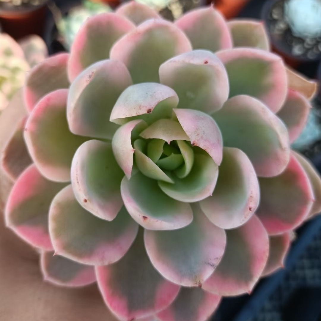 Echeveria‘pink Valar’variegated 90mm single