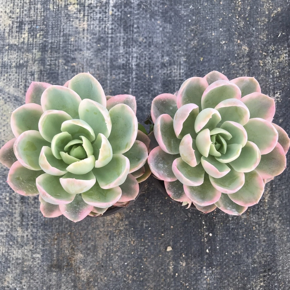 Echeveria‘pink Valar’variegated 90mm single