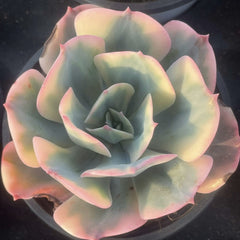 Echeveria Imbricata variegated 90mm single