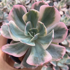 Echeveria Imbricata variegated 90mm single