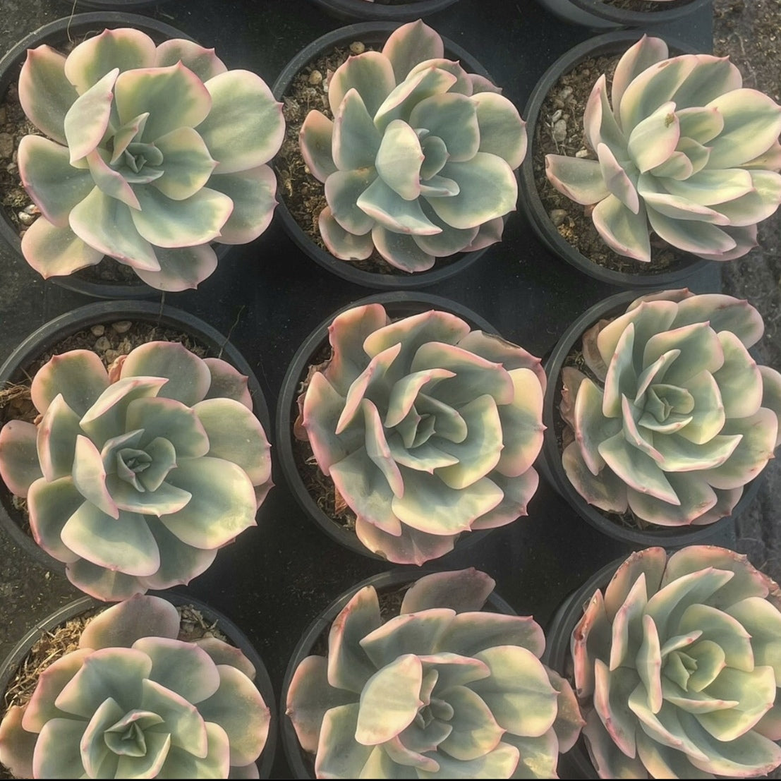 Echeveria Imbricata variegated 90mm single