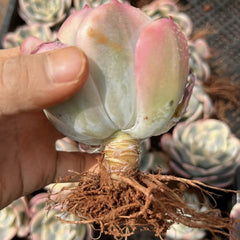 Echeveria Imbricata variegated 90mm single