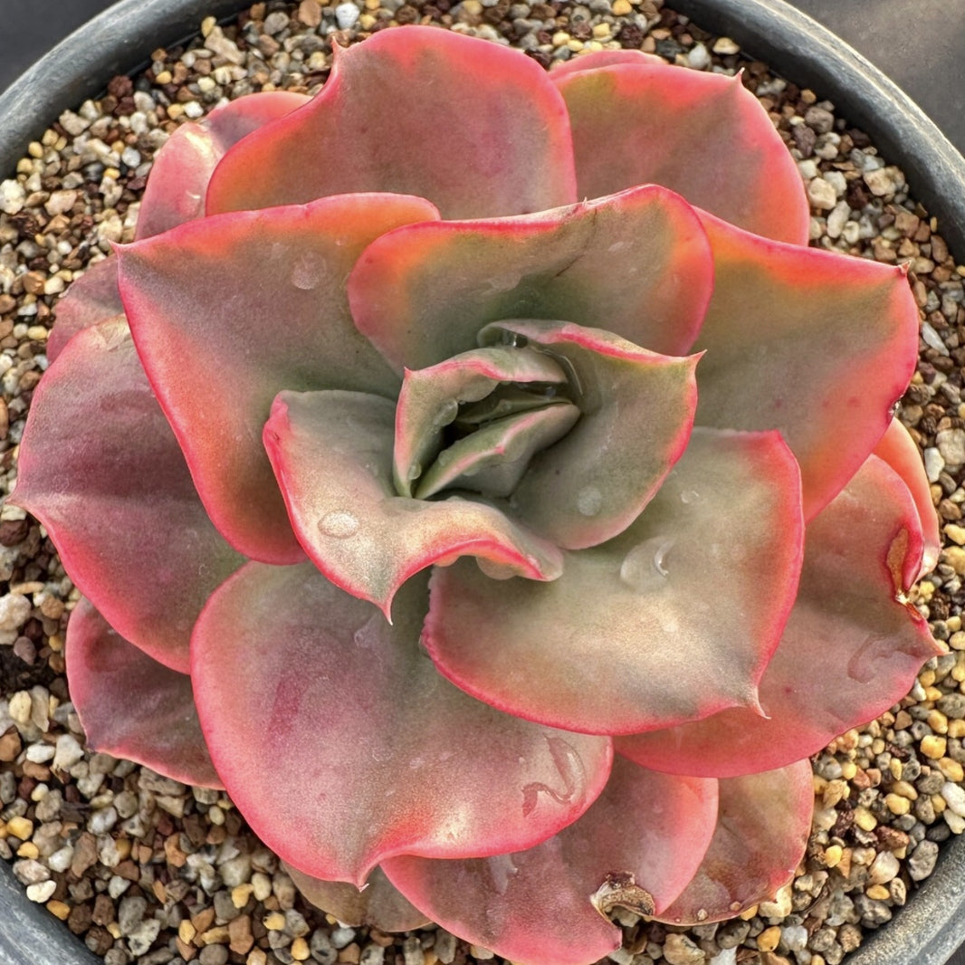 Echeveria‘mini Guqin’variegated 90mm single