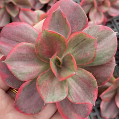 Echeveria‘mini Guqin’variegated 90mm single