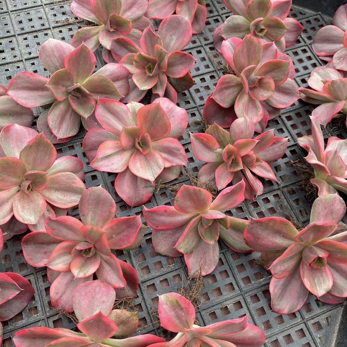 Echeveria‘mini Guqin’variegated 90mm single